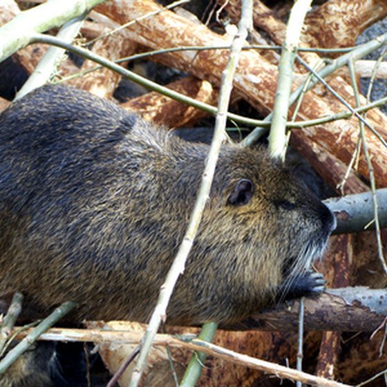 Beaver have recently been reintroduced to the New River State Park.