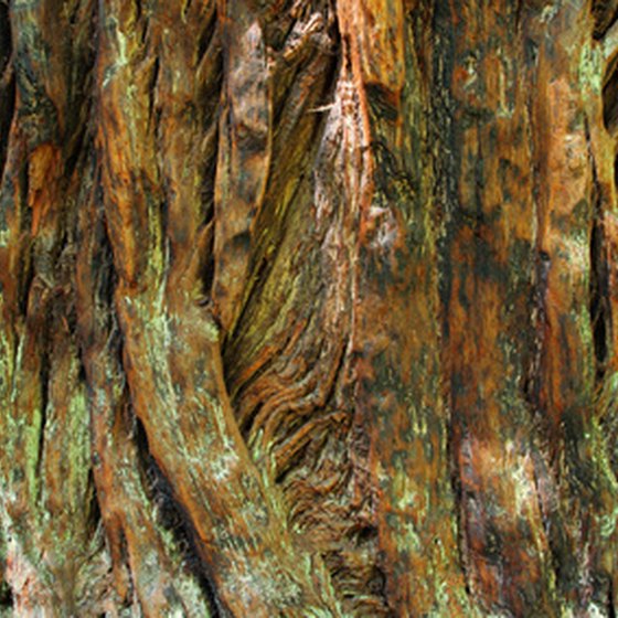 Redwood trees grow in wet and foggy coastal climates.