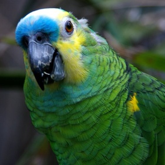 The Amazon is home to many tropical bird species.