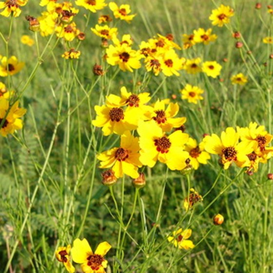 The Texas Hill Country has spectacular wildflowers in spring.