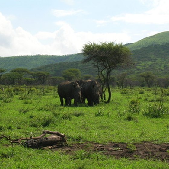 African safaris offer the opportunity to see wildlife up close.