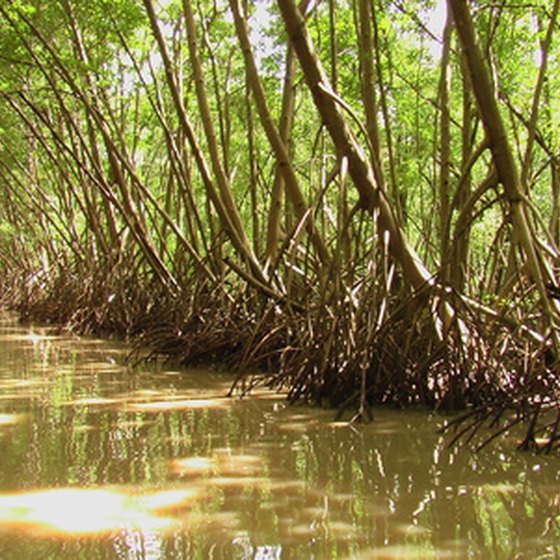Martin County features a mangrove wilderness