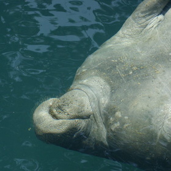 Swim with manatees in Florida's Crystal River.