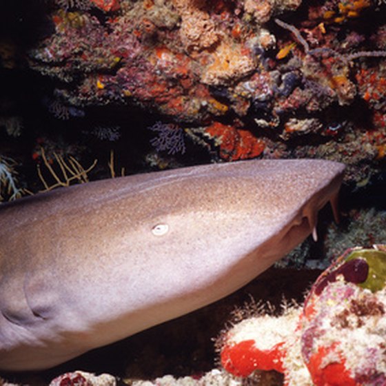 Nurse sharks are one attraction of Negril's dive sites.