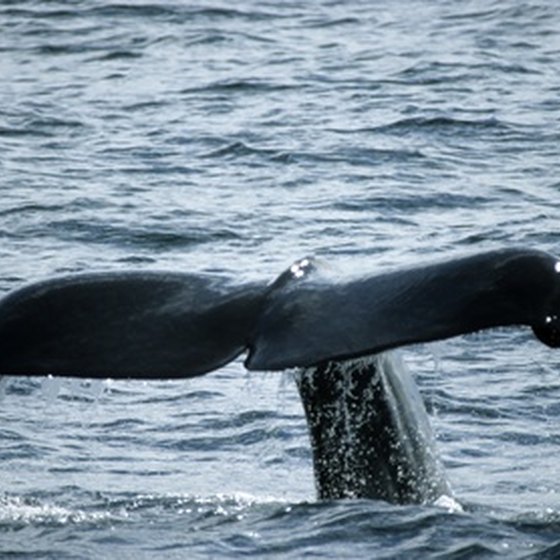 Gray whales make one of the longest migrations of any mammal.