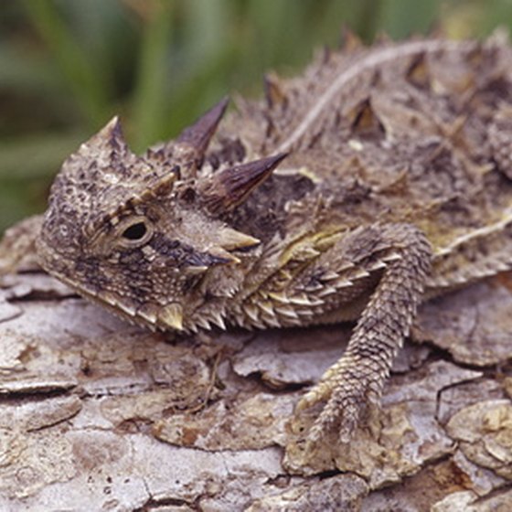 Visitors to Harlingen in southern Texas may catch a glimpse of the well-camouflaged Texas horned toad