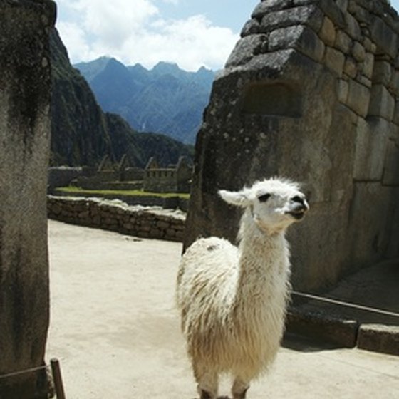 Llama at Machu Picchu.