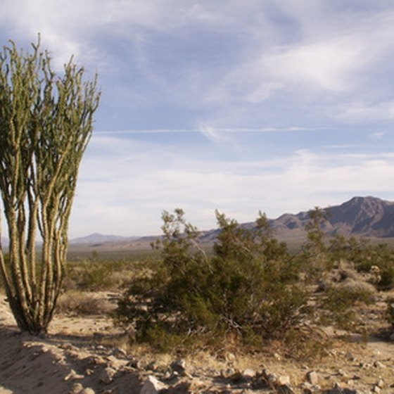 The beautiful and forbidding desert terrain makes up a large portion of West Texas.