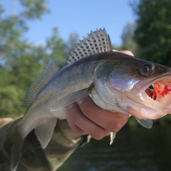 Minnesota State Fishing Regulations