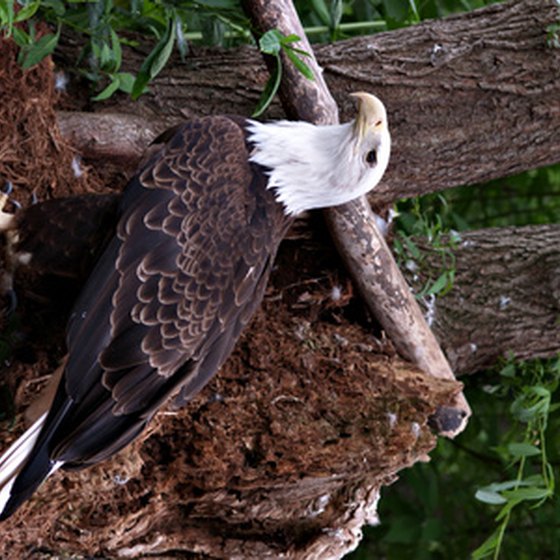 Visitors travel to the Basha Kill region of the Catskills to view eagles.
