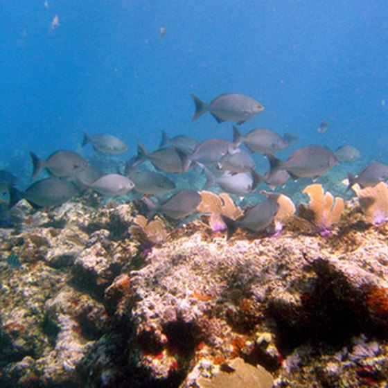 Coral reefs abound off Hawaii, especially the Big Island.