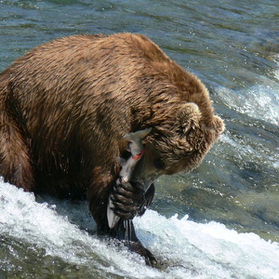 When Is the Best Time for Salmon Fishing in Alaska? USA Today