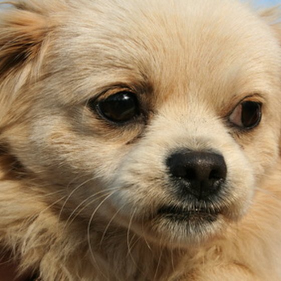 Pet Friendly Hotels in Tallahassee, Florida | USA Today Pet Friendly Hotels in Tallahassee, Florida | USA Today