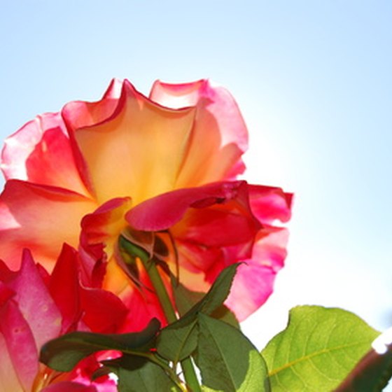 Though the city wasn't named for the flower, there are many beautiful roses to enjoy.