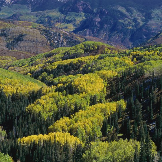 The changing aspens in White River National Forest make the area a beautiful spot in the fall.