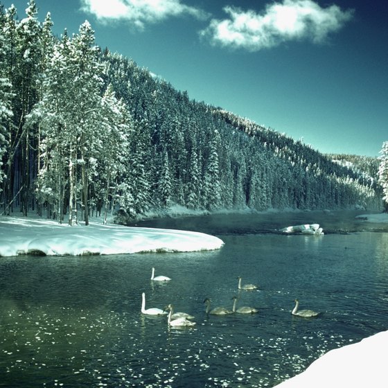 Stunning, snow-covered landscapes greet Yellowstone's winter visitors.