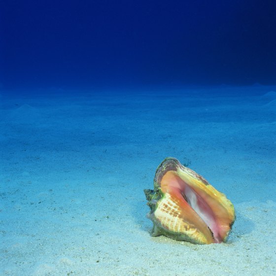 Take a scuba diving seashell tour to find real treasures.