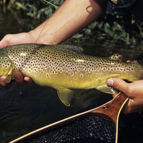 Brown trout are among the most abundant fish in the Poconos.