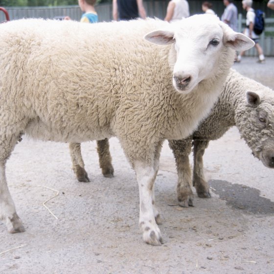 Often the first interaction city kids have with non-domestic animals is at a petting zoo.