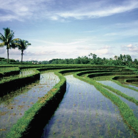 Brilliant green rice paddies surround every Balinese village.