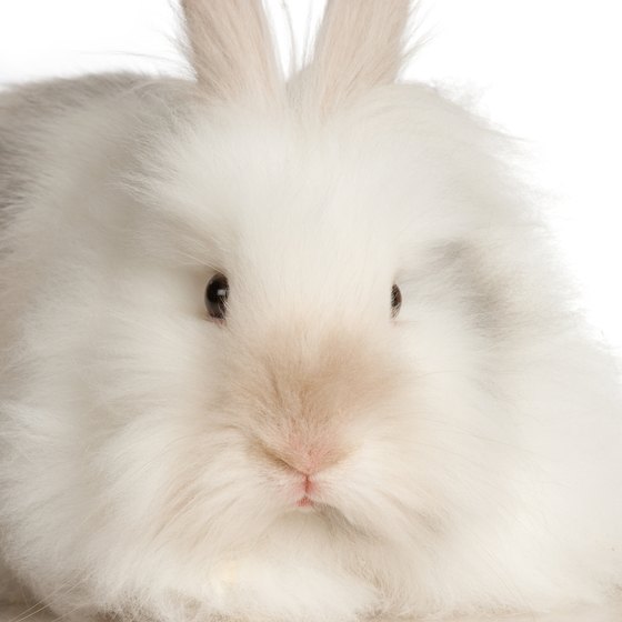 Maybe you'll get to pet a fuzzy Angora rabbit in a Vancouver petting zoo.