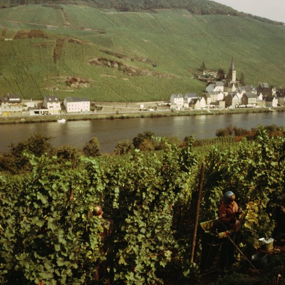 Vineyards dot the hilly shores of the scenic Mosel River in Germany.