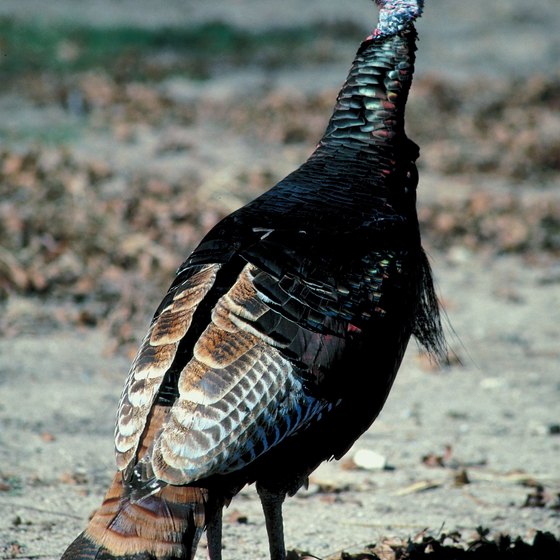 Wild turkey are among the game species in the Tunica Hills Wildlife Management Area.