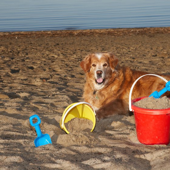 Dogs are allowed on Ocean City beaches from October 1 to April 30.