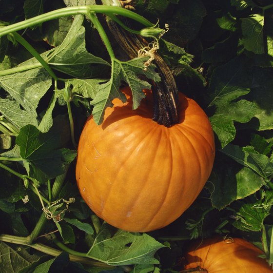 Visitors to the Lobenstein Farm Pumpkin Festival can pick their own pumpkins.