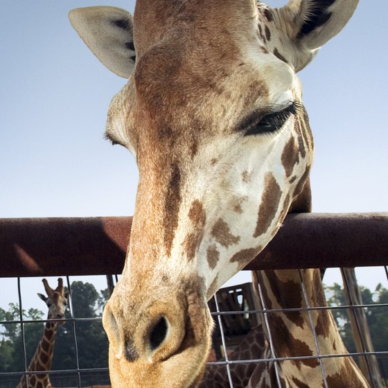 Giraffes are just one of the animals that can be seen at zoos near Indiana.