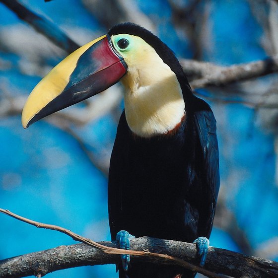 Costa Rica rafting tours offer the opportunity to view exotic wildlife, including colorful birds.