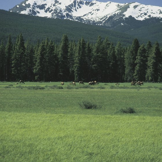 Wildlife and Alpine vistas await in Rocky Mountain National Park.