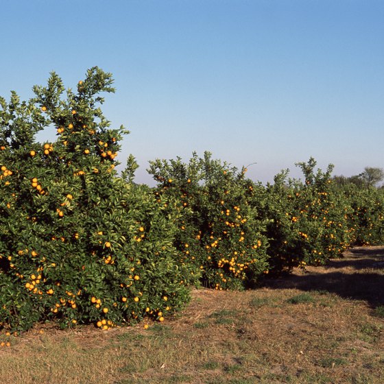 See how Florida oranges are harvested, and do some picking yourself, with a grove tour.