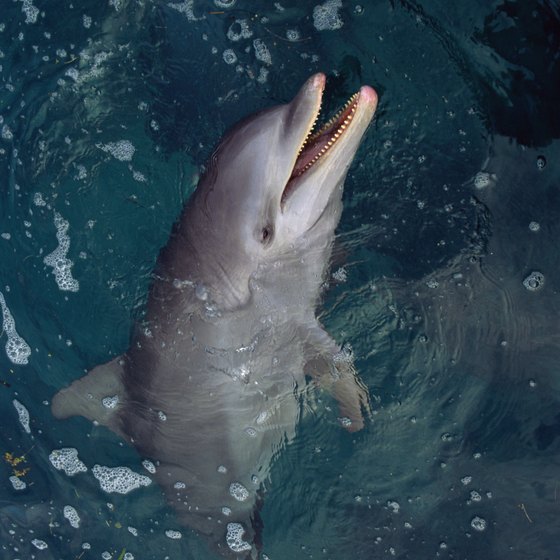 Bottlenose dolphins are abundant in the waters off the Georgia coast near Savannah.