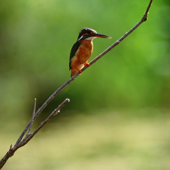 ¿Cuáles son los tiempos para colibríes en Kansas? | Sciencing