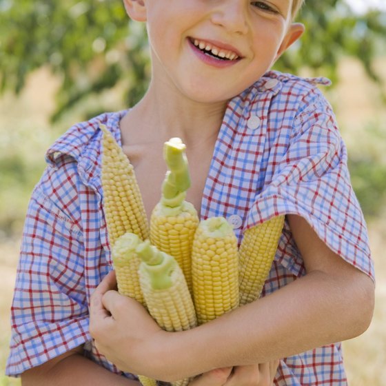 The Olathe Sweet Corn Festival goes through more than 70,000 ears of corn annually.
