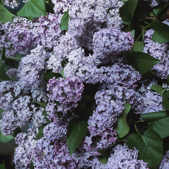 Lindsay is renowned for its beautiful Lilac Gardens and annual Lilac Festival.