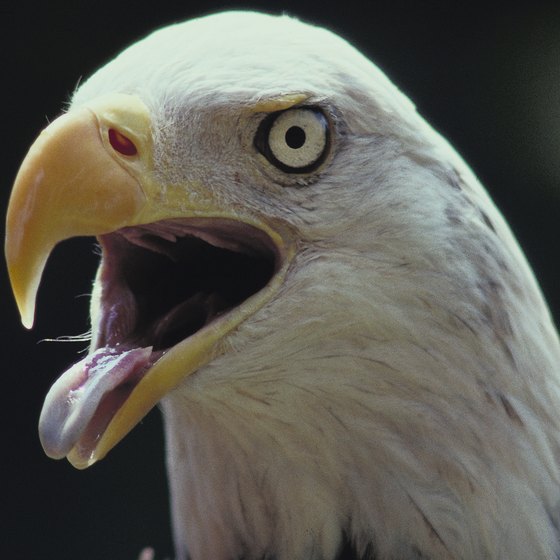 The bald eagle is among Pennsylvania's native bird population.