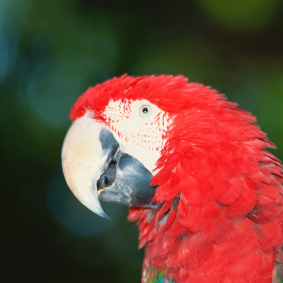 Look out for colorful macaws during an Orinoco River cruise.