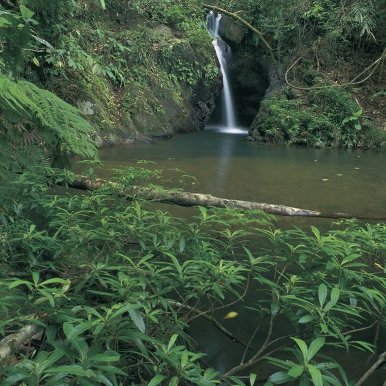 Much of Belize's inland is covered by rainforest and jungle.