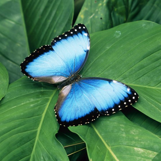 Costa Rica's vibrant butterflies and birds are a major tourist attraction.