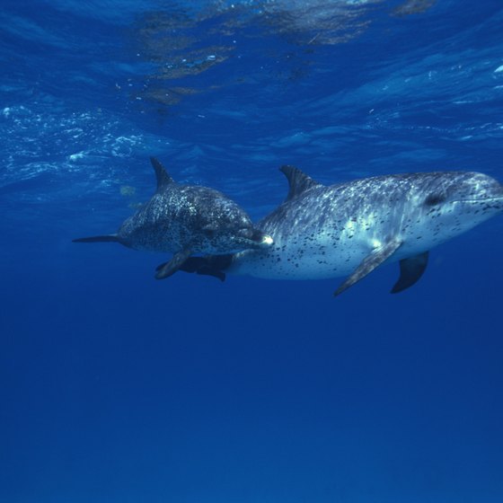 Dolphins are among the creatures you might spot while snorkeling in the Bahamas.