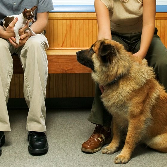 Large dogs require rabies vaccines at the vet before traveling.