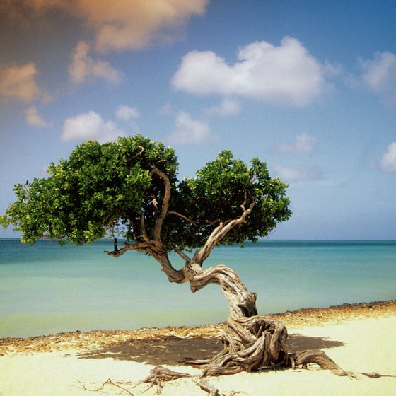 Aruba's divi-divi trees lean to the west due to constant trade winds.