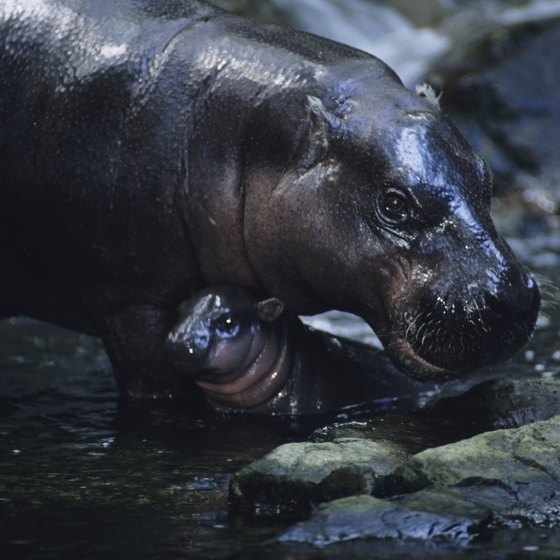 Extinction of animals essay