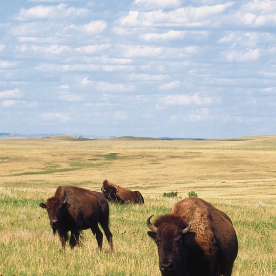 Wild buffalo roam Theodore Roosevelt National Park in Medora, North Dakota.