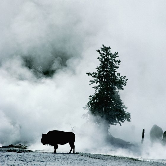 Winter is a good time to spot wildlife in Yellowstone as animals congregate around the hot springs for warmth.
