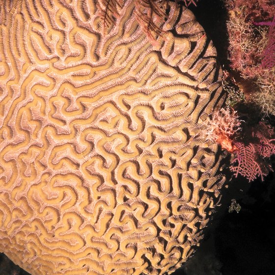 See Eilat underwater for a glimpse of the rich sea life on coral reefs.