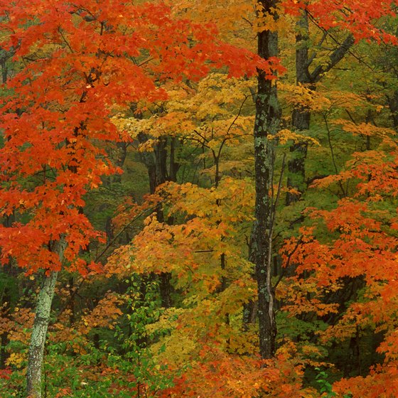 Algonquin Park in Central Ontario is known for its fall colors.