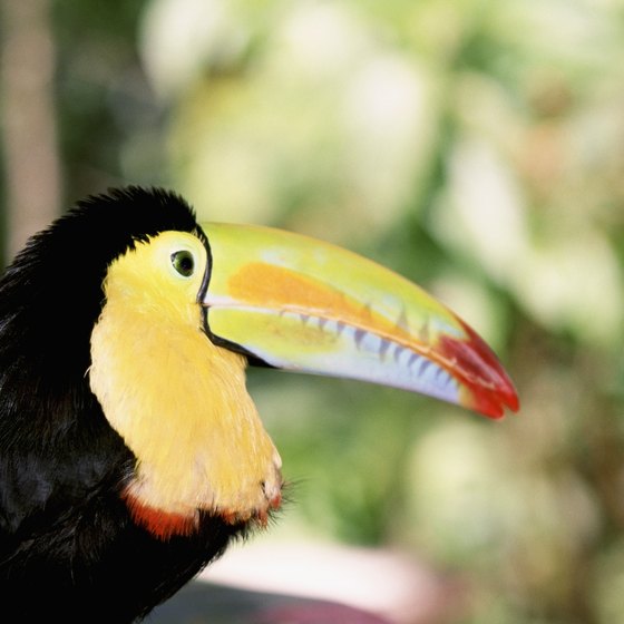 The toucan calls Costa Rica home.